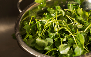 LOẠI RAU ĐƯỢC CDC MỸ CÔNG NHẬN LÀ THỰC PHẨM LÀNH MẠNH NHẤT THẾ GIỚI CÓ NHIỀU Ở VIỆT NAM