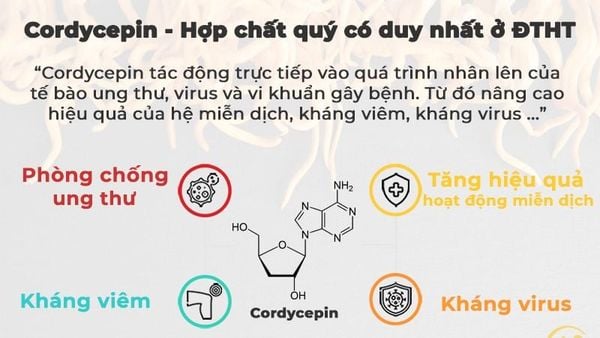 tac_dung_cordycepin_cb9a4d54bcfb461ba1d88e7738cb3a10_grande